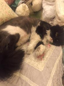 13179456_631152317041580_3865528574977900362_n