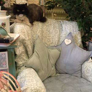 13316950_640839666072845_3348477012397105929_o