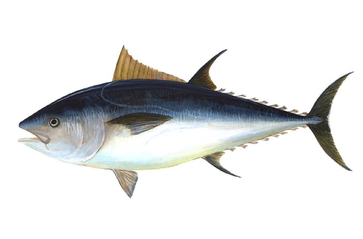 tuna-69317_960_720